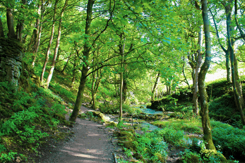 Janet's Foss Woodland Ravine
