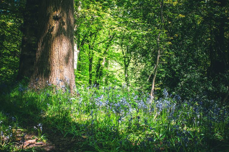 Free Things to do in Leeds - Roundhay Park
