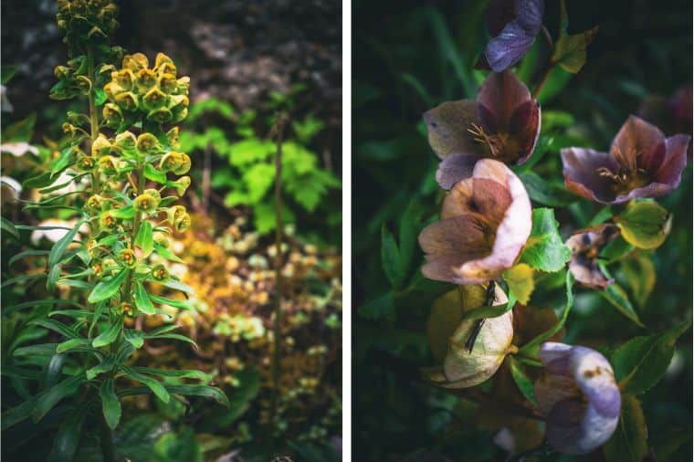 Alpine Flowers at Aysgarth Edwardian Rock Garden
