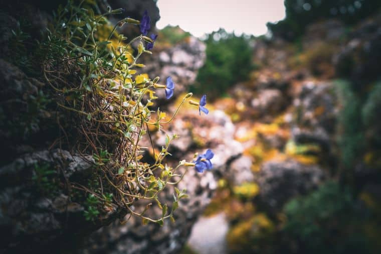 Aysgarth Edwardian Rock Garden