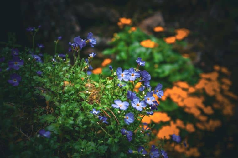 Flowers at Aysgarth Edwardian Rock Garden